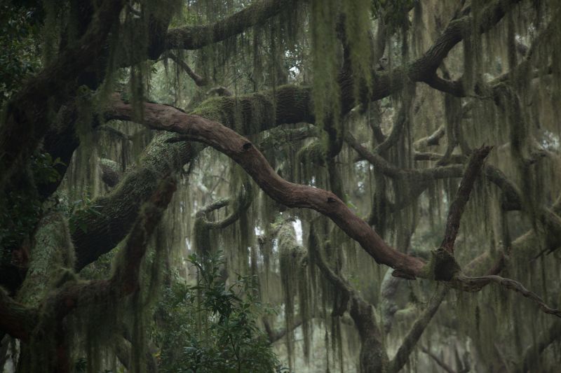 Spanish Moss Removal