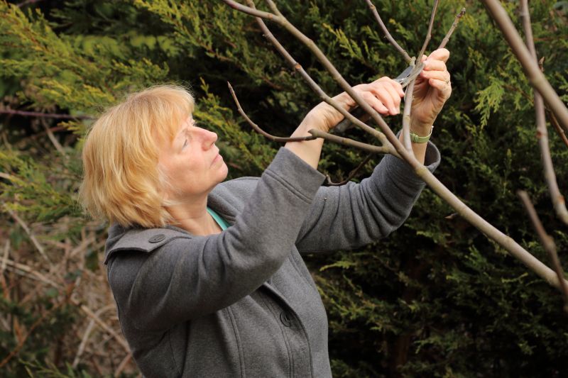 Canopy Pruning in Allentown, PA