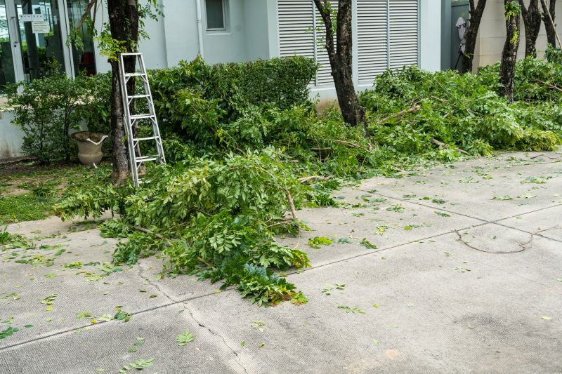 Cherry Tree Removal in Reno, NV