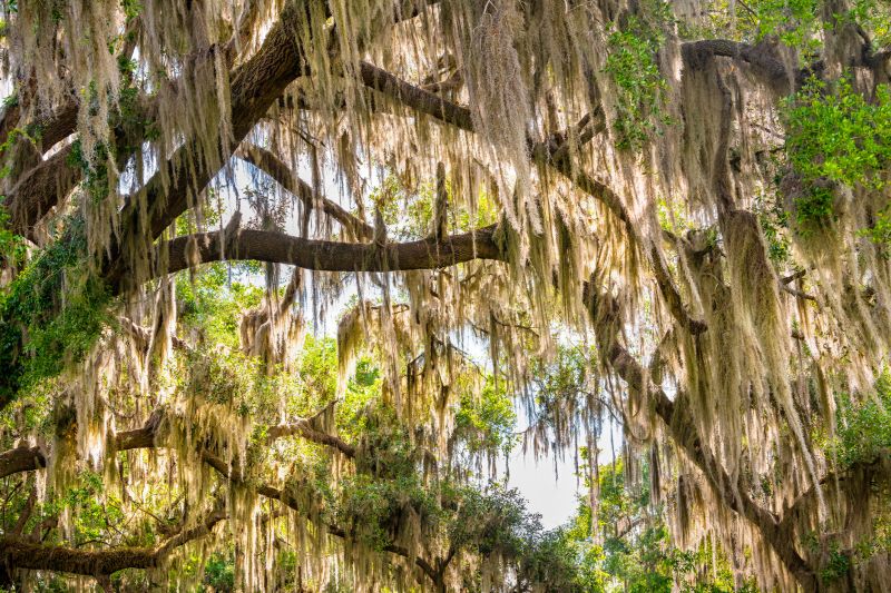 Spanish Moss Removal