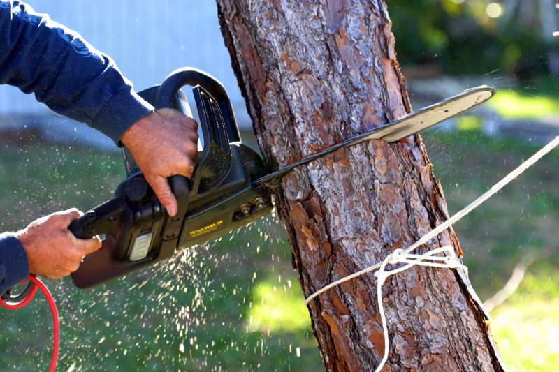 Hickory Tree Removal in San Jose, CA