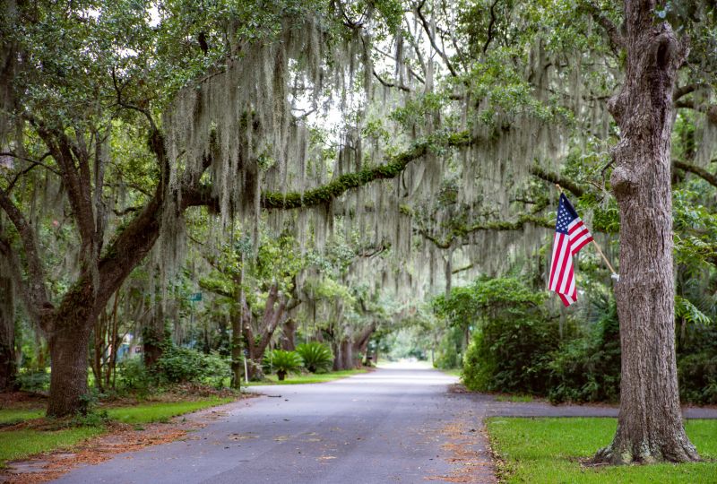Spanish Moss on Trees