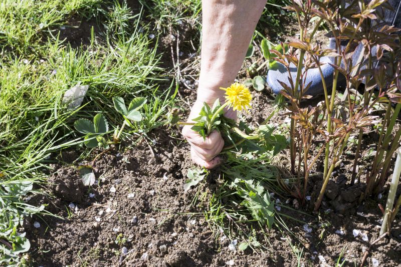Weeding Service in Honolulu, HI