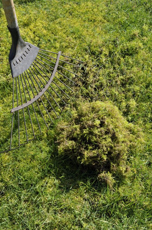 Specialized Moss Removal Equipment Providers