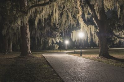 Professional Moss Removal Services