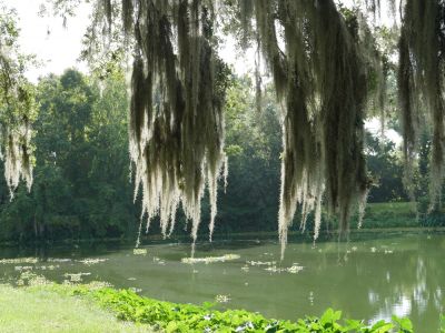 Remove This Unattractive Moss