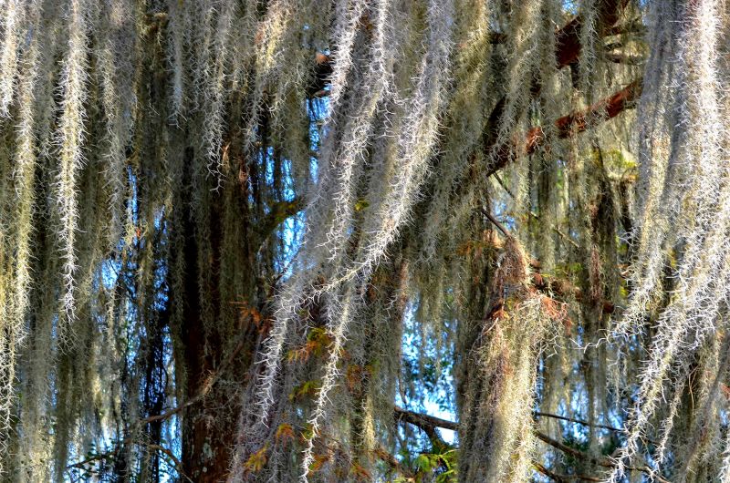 Spanish Moss Removal Services Overview