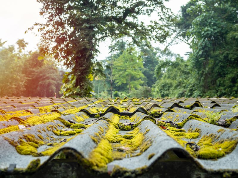 Spanish Moss Removal Services Overview