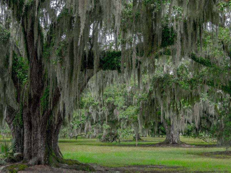 Service Locations for Spanish Moss Removal